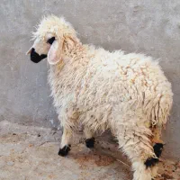 فروش یک عدد بره ماده و یک عدد کهره ماده