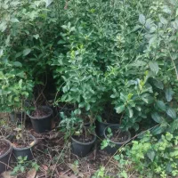 فروش گل پرتقالی. طلایی