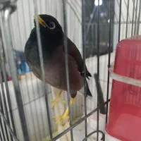 مرغ مینا سخنگو