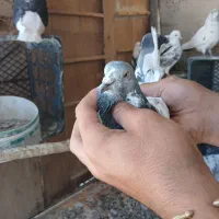 کفتر|پرنده|شهریار, اصیل آباد|دیوار