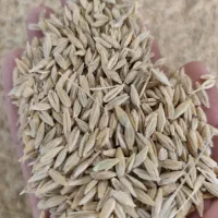 جو آب خورده