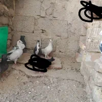 کفتر پرشی، المانی