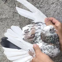 ۶ جفت کفتر پرشی
