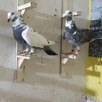 کبوتر