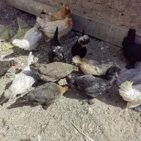 مرغ زینتی فروشی
