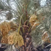 فروش-باغ-رودان