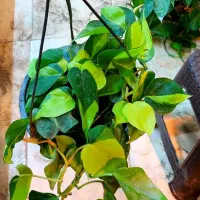 اسکاندیس ابلق گل و گیاه آپارتمانی