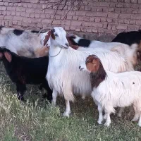 بز و بزغاله درجه یک