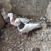 کبوتر