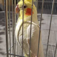 عروس هلندی
