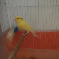 قناری ماده قفس