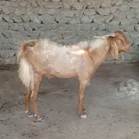 یک جفت کهره نر