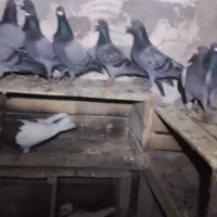 پلاکی|پرنده|باروق, |دیوار