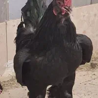 مرغ سیاه اصل مرندی تخم کن