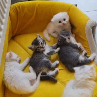 بچه گربه نژاد اصیل