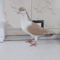 کفتر ماده چادری
