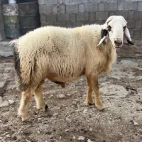 قوچ برون مخصوص فروشی