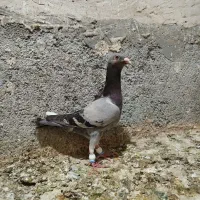 کفتر