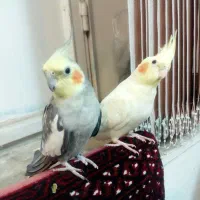 فروش عروس هلندی دستی وسخنگو