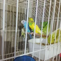 یک جفت مرغ عشق رنگی