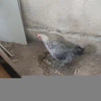 مرغ اصیل محلی