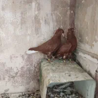 جوجه‌دم‌سفید