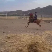 فروش دو راس اسب مادیون ونریون نیله