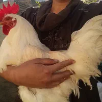 خروس لگهورن سفید و خروس لاری