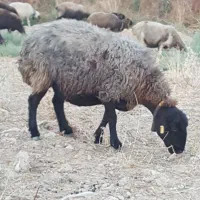 فروش  میش هترو