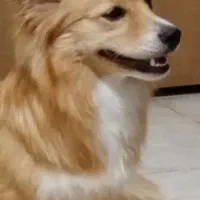 سگ اشپیدز پامر ماده دو سال