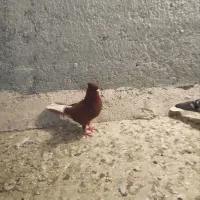 کبوتر بهبهانی دم سفید