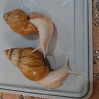 دو عدد حلزون کلاژن بزرگ