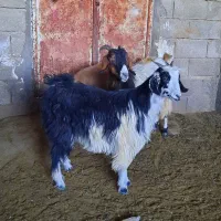 بز کهره و کهره ماده