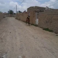اسب|اسب و تجهیزات اسبسواری|میاندوآب, |دیوار