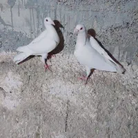 کفتر.