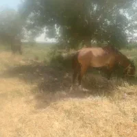 فروش اسب