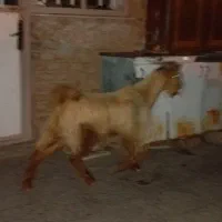 بزغاله نر