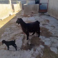 بز جوان درشت با بزغاله