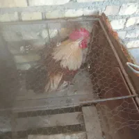 خروس