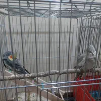 یک جفت عروس هلندی با قفس