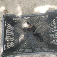 جوجه محلی ده روزه تعداد سه قطعه
