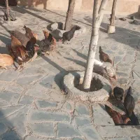 مرغ