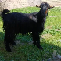 تیر بز سالم سرحال