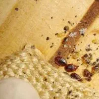 سمپاشی ساس سوسک موریانه در یک مرحله 100درصد تضمینی