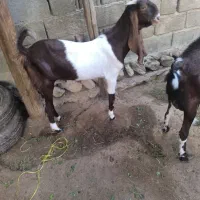 پاچن دورگ گلابی