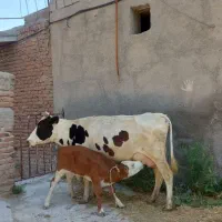 گاو شیری گوسالش نر مونت .آدرس خود مراغه