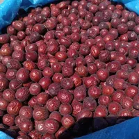 مرکز پخش عمده عناب ،خرید از دست اول