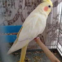 عروس هلندی لوتینو مولد دستی ماده