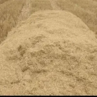 کاه گندم