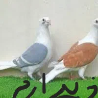 خ.  این مدل کفتر